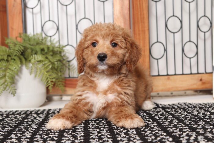 Ruby - Darling Female F1B Goldendoodle - Image 3