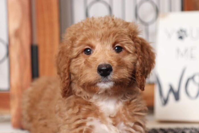 Ruby - Darling Female F1B Goldendoodle - Image 4