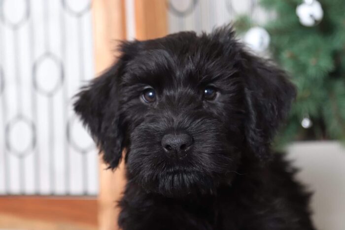 Rudolph - Amazing Male AKC Giant Schnauzer Puppy - Image 2