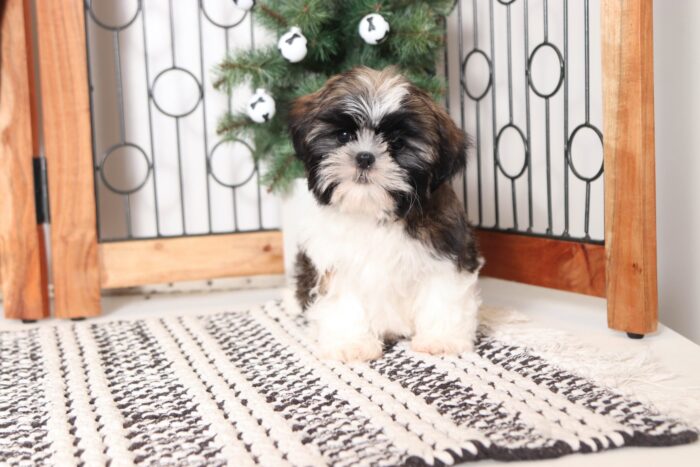 Rudolph- Fun Little ACA Male Sable/White Shih Tzu Puppy - Image 2