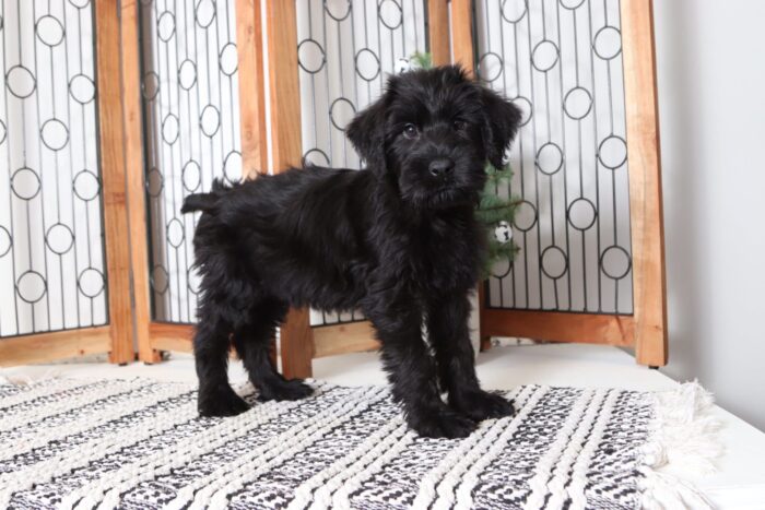 Rudolph - Amazing Male AKC Giant Schnauzer Puppy - Image 3