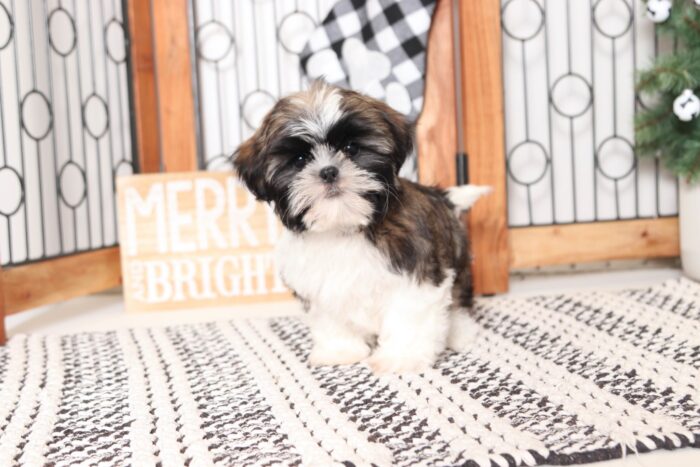 Rudolph- Fun Little ACA Male Sable/White Shih Tzu Puppy - Image 3