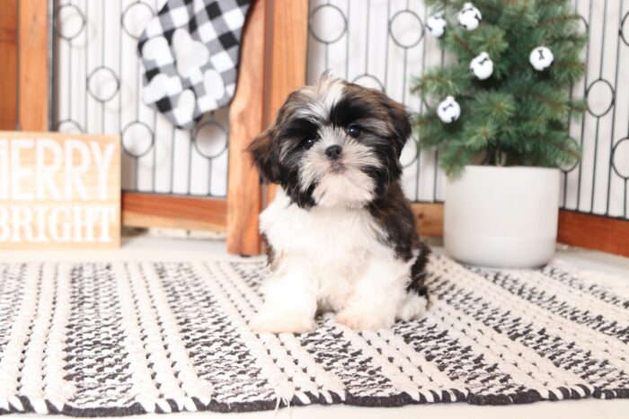 Rudolph- Fun Little ACA Male Sable/White Shih Tzu Puppy - Image 4