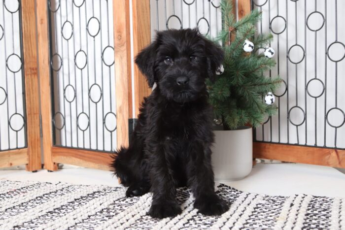Rudolph - Amazing Male AKC Giant Schnauzer Puppy - Image 4