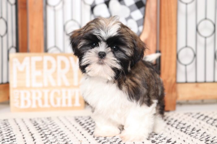 Rudolph- Fun Little ACA Male Sable/White Shih Tzu Puppy