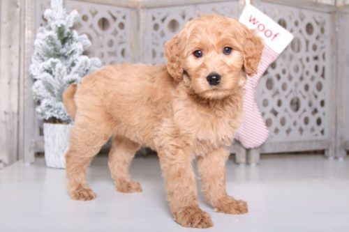 Goldendoodle