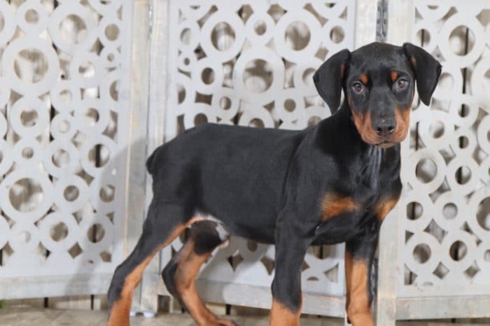 Rusty - Sweet, AKC, Doberman Pinscher