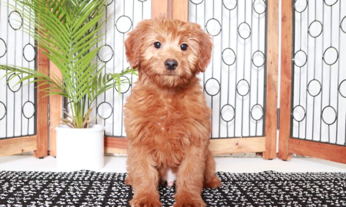Rusty - Handsome Red Male Mini F1B Goldendoodle Puppy