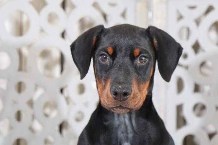 Rusty - Sweet, AKC, Doberman Pinscher - Image 2