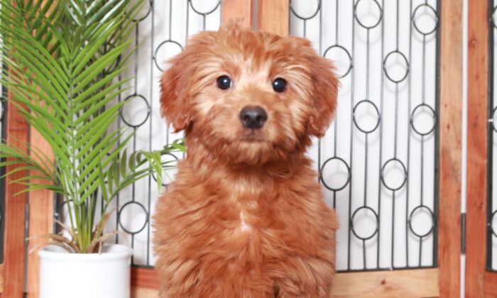 Rusty - Handsome Red Male Mini F1B Goldendoodle Puppy - Image 2