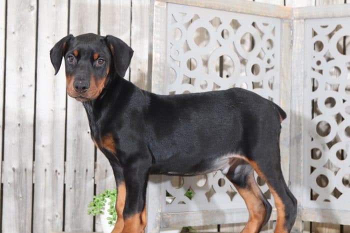 Rusty - Sweet, AKC, Doberman Pinscher - Image 3