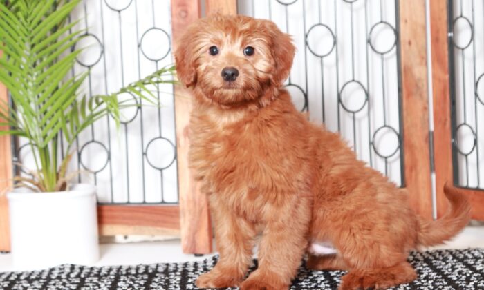 Rusty - Handsome Red Male Mini F1B Goldendoodle Puppy - Image 3