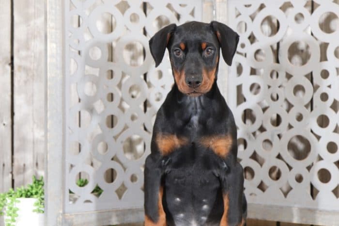 Rusty - Sweet, AKC, Doberman Pinscher - Image 4
