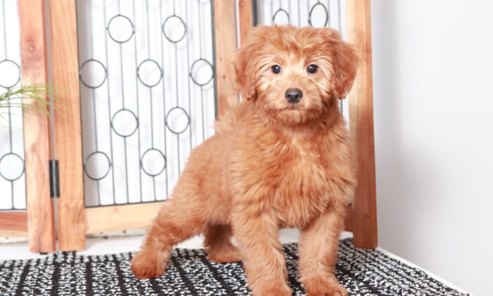 Rusty - Handsome Red Male Mini F1B Goldendoodle Puppy - Image 4