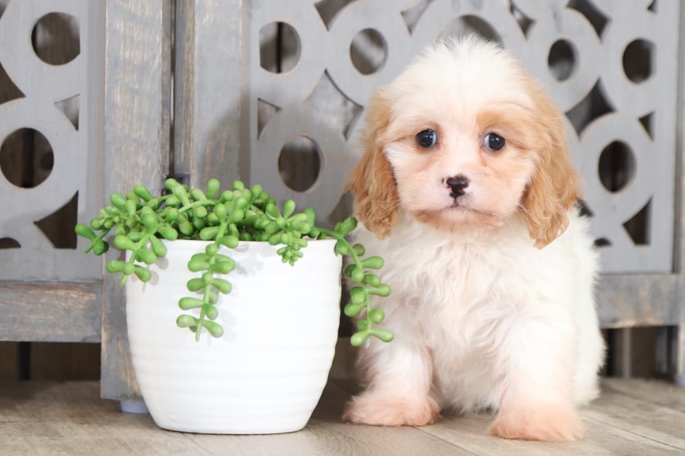Ruthie - Sweetest Lhasa Chon Puppy