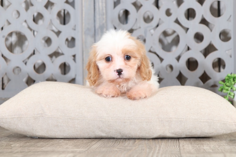 Ruthie - Sweetest Lhasa Chon Puppy - Image 3