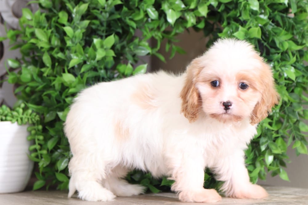 Ruthie - Sweetest Lhasa Chon Puppy - Image 4