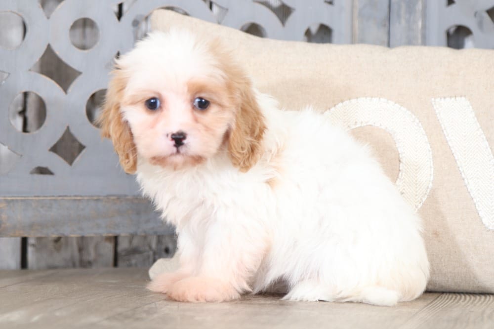 Ruthie - Sweetest Lhasa Chon Puppy - Image 5