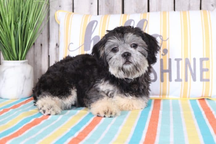 Ruthie - Friendly Lhasa Poo - Image 4