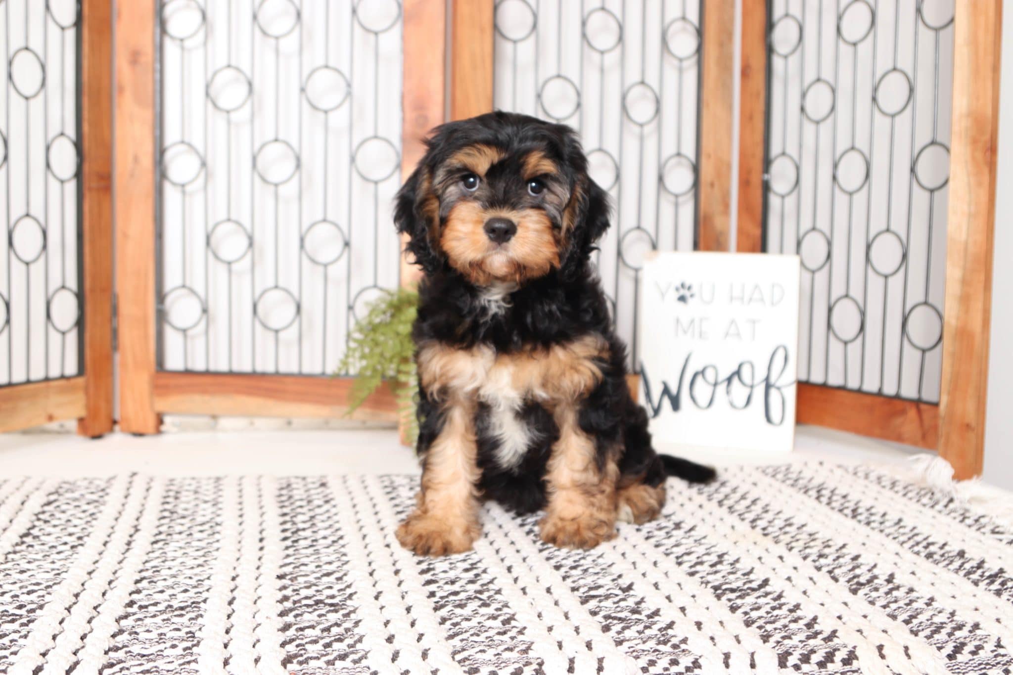Ryder - Adorable Male Cavachon Puppy