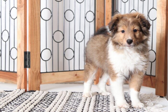 Ryder - Handsome Male AKC Sheltie Puppy