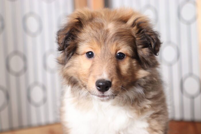 Ryder - Handsome Male AKC Sheltie Puppy - Image 2