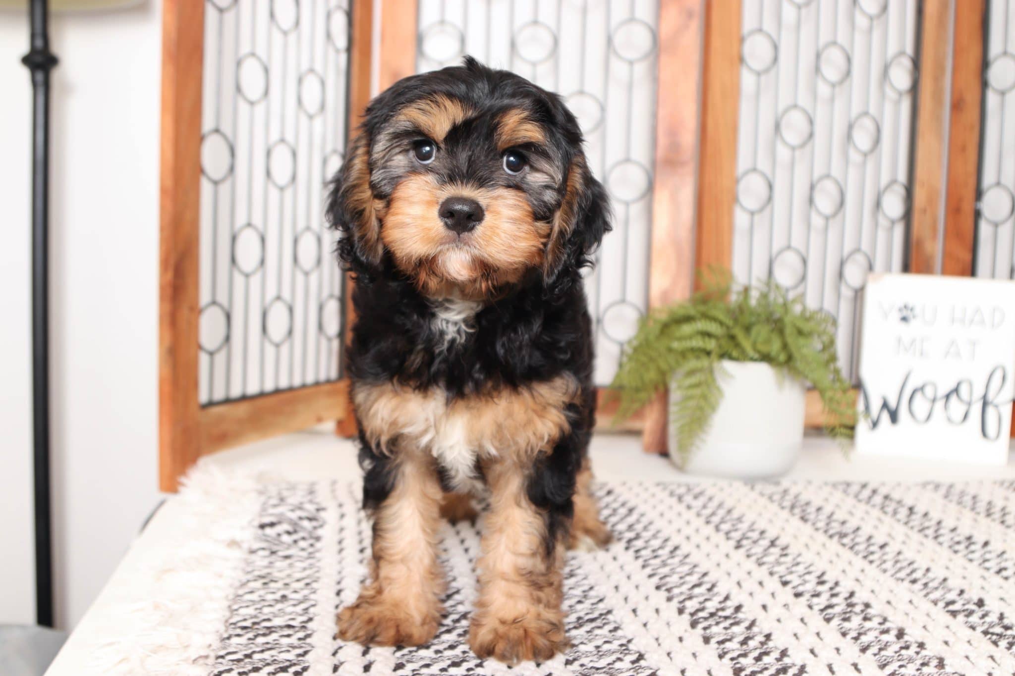 Ryder - Adorable Male Cavachon Puppy - Image 3