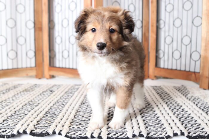 Ryder - Handsome Male AKC Sheltie Puppy - Image 3