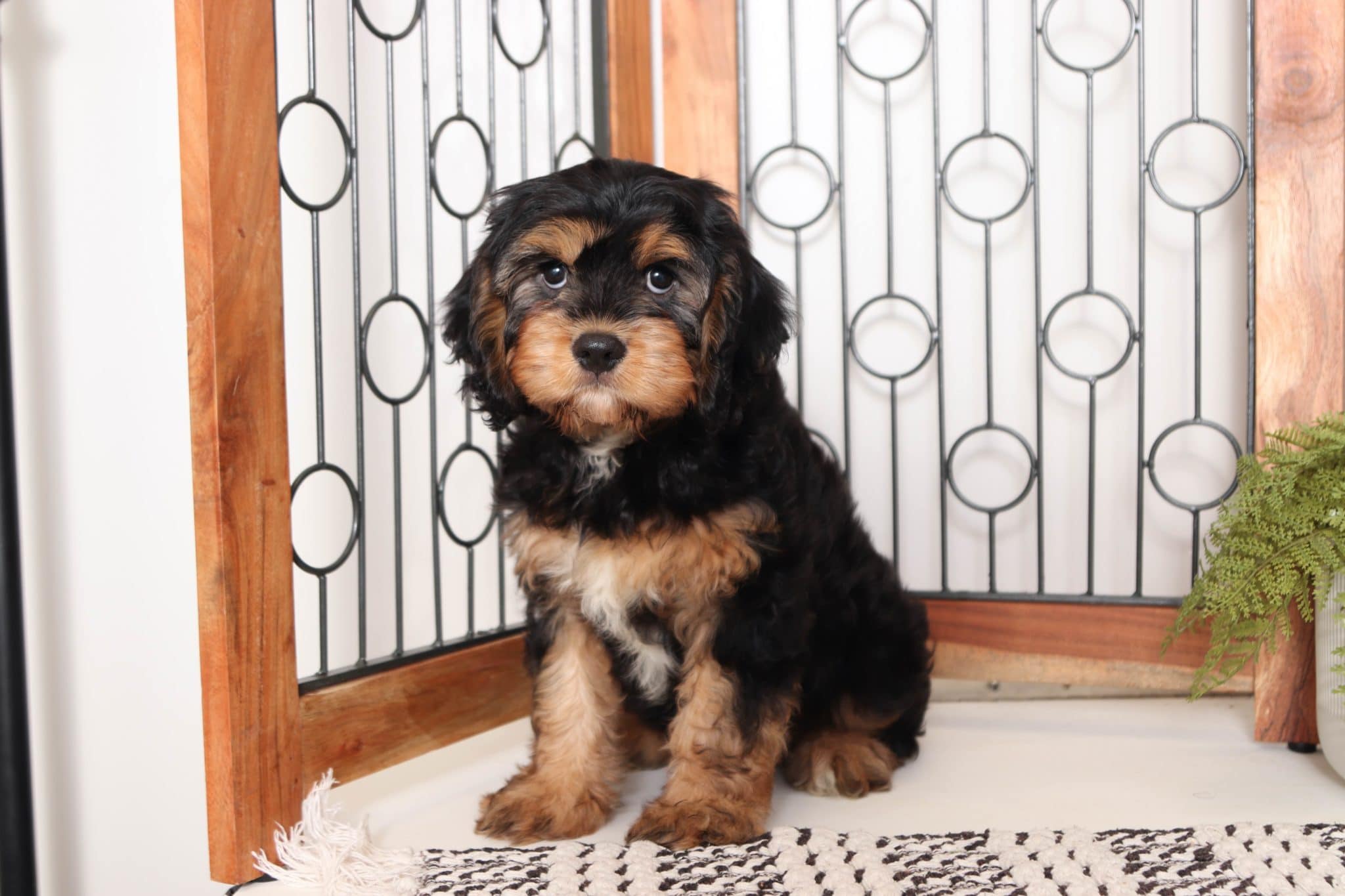 Ryder - Adorable Male Cavachon Puppy - Image 4