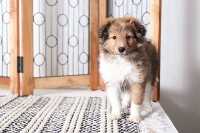 Ryder - Handsome Male AKC Sheltie Puppy - Image 4