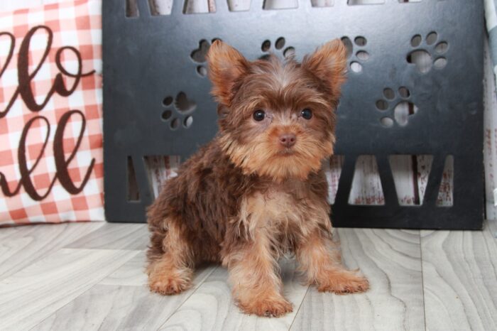 Sadie - Bright Female Teacup Yorkie Puppy - Image 2