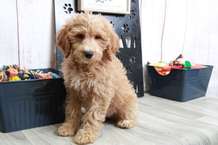 Sadie - Striking Red Mini Female Goldendoodle Puppy