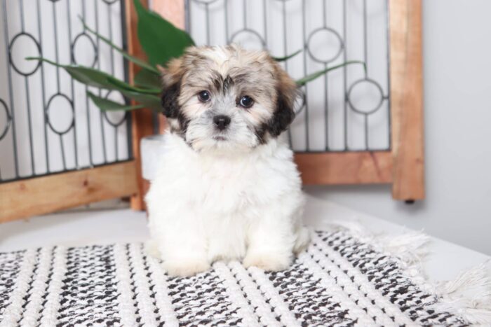 Sadie - Cuddly Female Teddy Bear Puppy