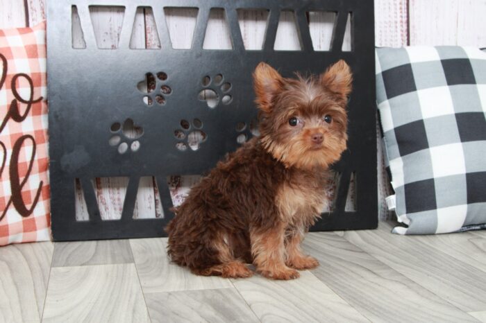 Sadie - Bright Female Teacup Yorkie Puppy - Image 5