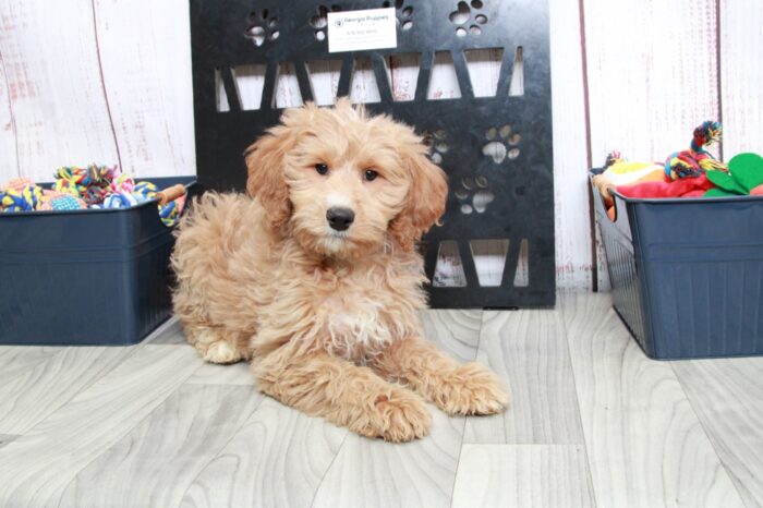 Sadie - Striking Red Mini Female Goldendoodle Puppy - Image 2