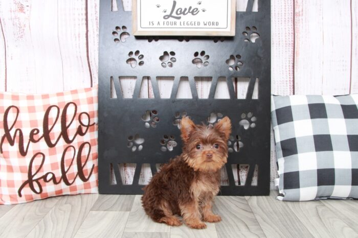 Sadie - Bright Female Teacup Yorkie Puppy - Image 4