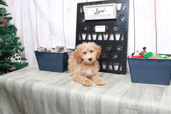 Sadie - Striking Red Mini Female Goldendoodle Puppy - Image 6