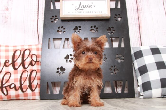 Sadie - Bright Female Teacup Yorkie Puppy - Image 3