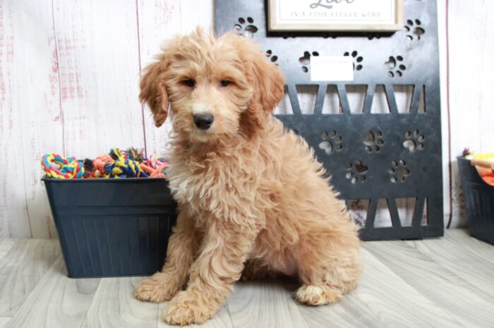 Sadie - Striking Red Mini Female Goldendoodle Puppy - Image 5