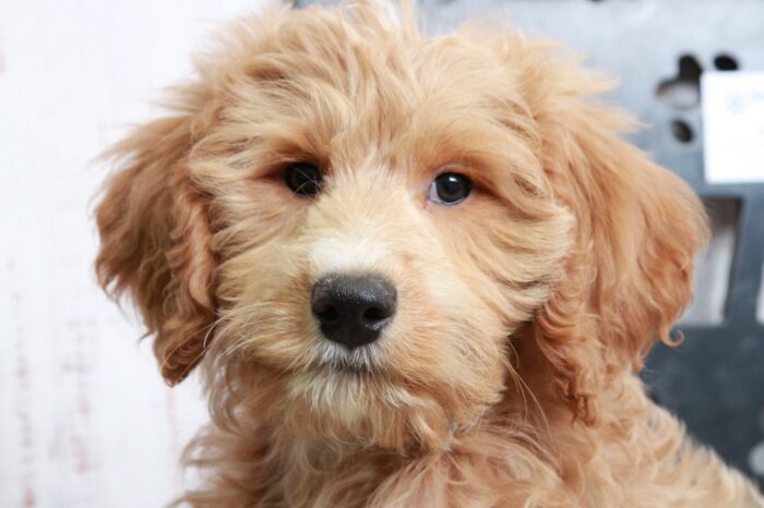 Sadie - Striking Red Mini Female Goldendoodle Puppy - Image 4