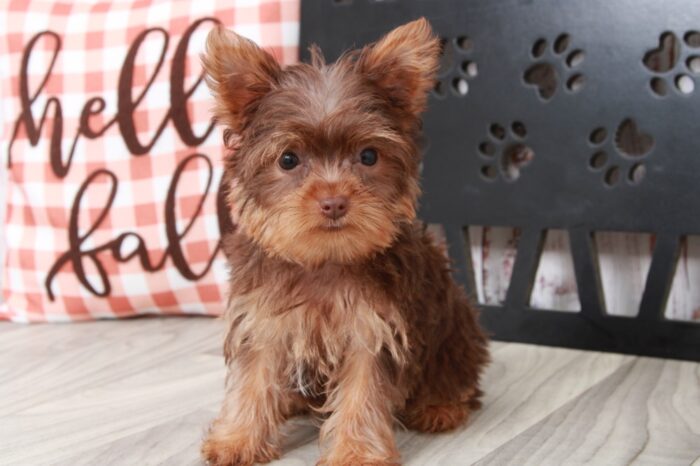 Sadie - Bright Female Teacup Yorkie Puppy