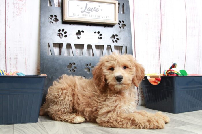 Sadie - Striking Red Mini Female Goldendoodle Puppy - Image 3