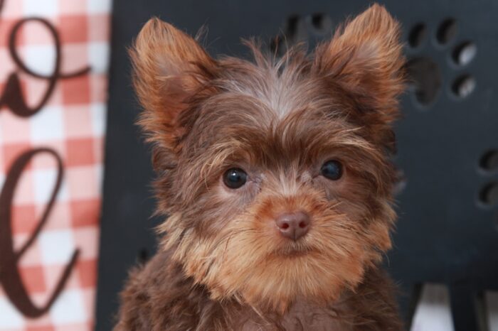 Sadie - Bright Female Teacup Yorkie Puppy - Image 6