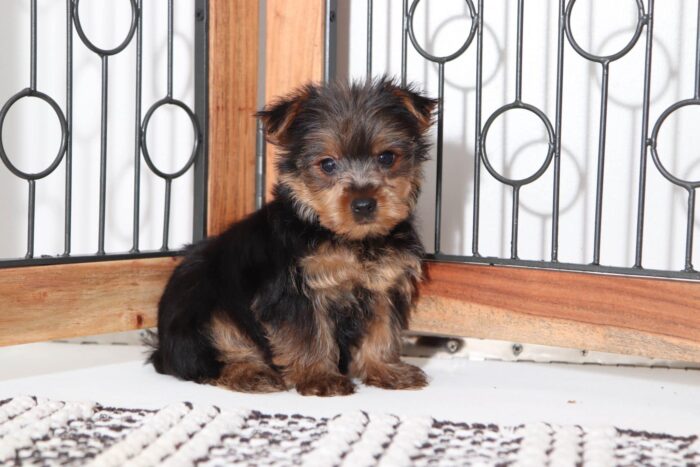 Sage - Loving Little ACA (Black and Tan) Female Yorkie