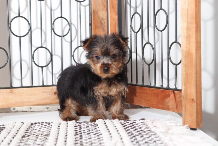 Sage - Loving Little ACA (Black and Tan) Female Yorkie - Image 2