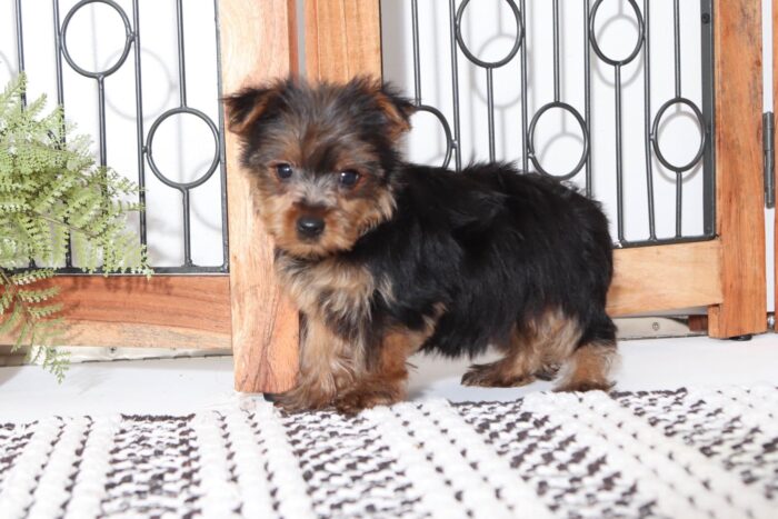 Sage - Loving Little ACA (Black and Tan) Female Yorkie - Image 3