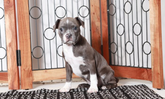 Sage  - Amazing Female AKC Blue/White Boston Terrier Puppy - Image 4