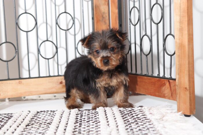 Sage - Loving Little ACA (Black and Tan) Female Yorkie - Image 4