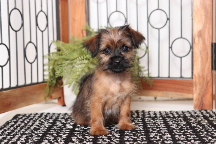 Sailor- Spunky Little Male Shorkie Puppy