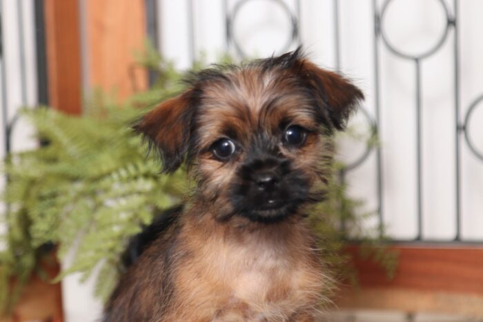 Sailor- Spunky Little Male Shorkie Puppy - Image 2